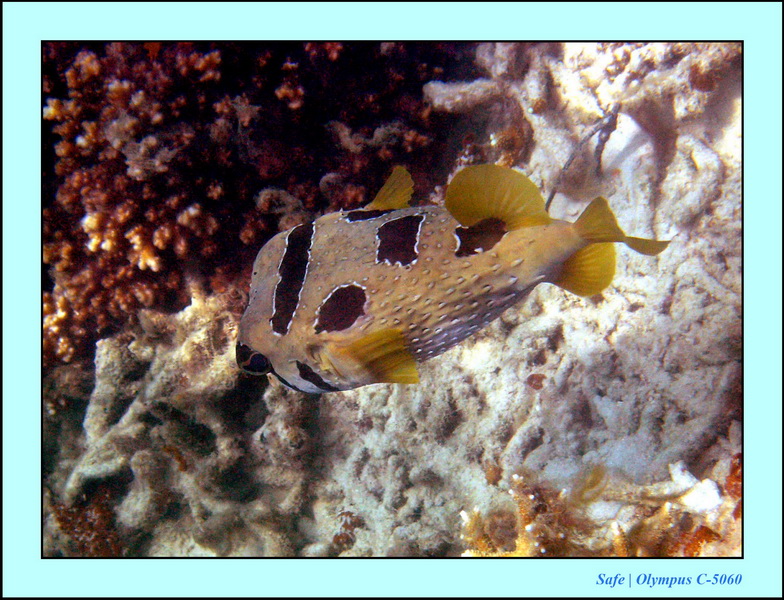 2005 - 08 - Redang  - 230.JPG